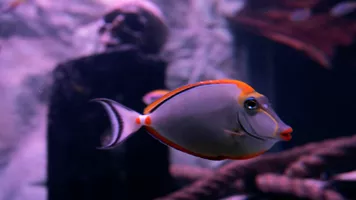 SEALIFE Fish