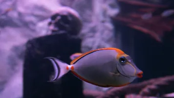 SEALIFE Fish