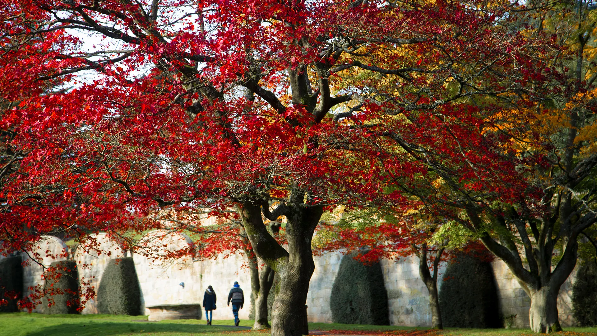 Winter Gardens Maples