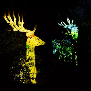 Lightopia Deer